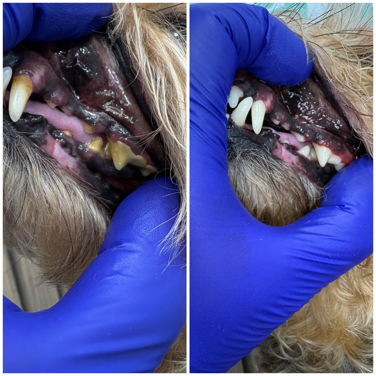 Pet at Relax Pets Spa Grooming — image 16